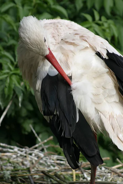 Cigüeñas Pájaro Zancudo Patas Largas Cuello Largo — Foto de Stock