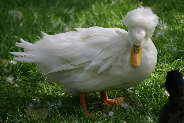 Vacker Utsikt Över Vacker Fågel Naturen — Stockfoto