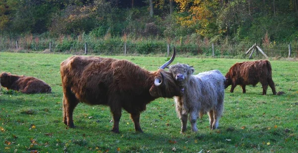 Gezien Vandaag Haxtergrund Ben Altijd Verbaasd Onverschilligheid Van Deze Dieren — Stockfoto