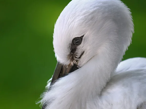 Vista Panorâmica Belo Pássaro Cegonha Natureza — Fotografia de Stock