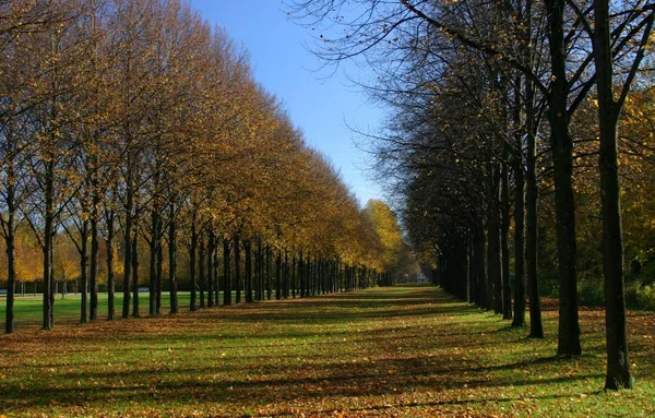 Bello Fogliame Colorato Autunno — Foto Stock