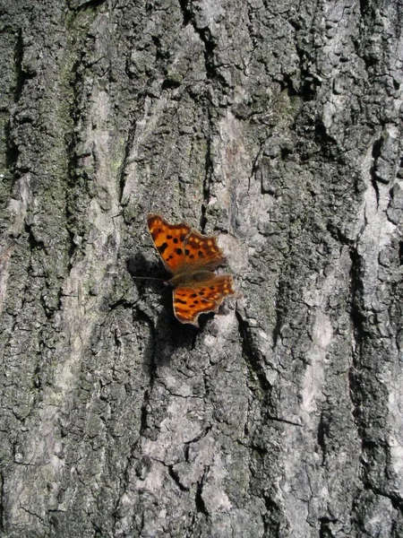 Nahaufnahme Von Schönen Bunten Schmetterling — Stockfoto