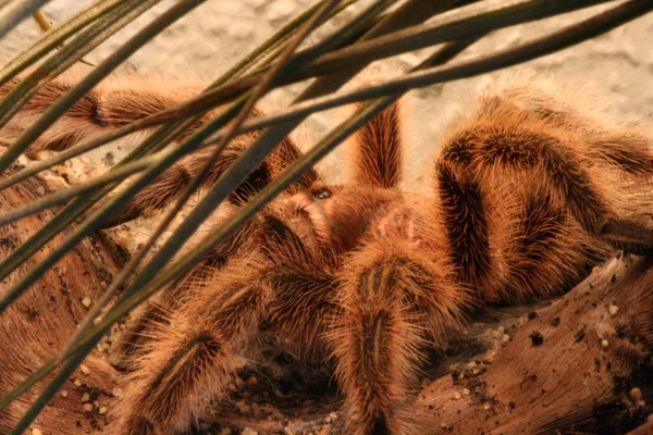 Primer Plano Los Animales Zoológico — Foto de Stock