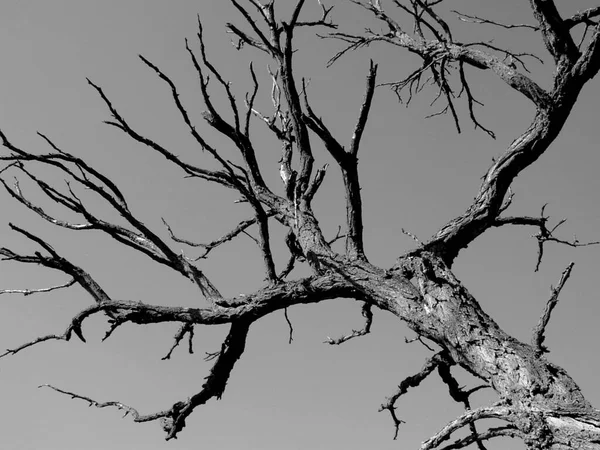 Branch Old Acacia Xxl — Stok fotoğraf