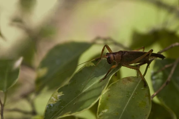 Hmyzí Kobylka Kriketový Brouk — Stock fotografie