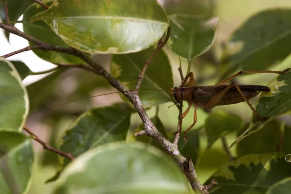 메뚜기 귀뚜라미 — 스톡 사진