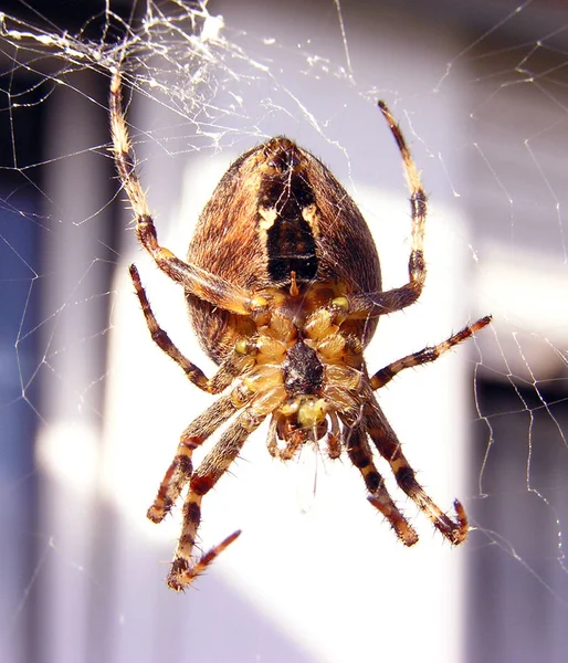 Läskig Spindel Insektsdjur — Stockfoto