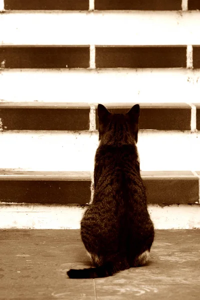 Retrato Gato Bonito — Fotografia de Stock