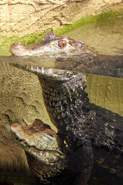 Krokodil Gevaarlijk Reptiel Dier — Stockfoto