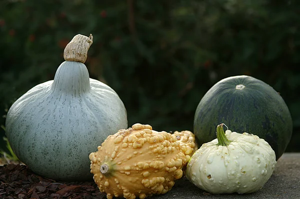 Agriculture Potirons Courges Légumes Nourriture Végétale — Photo