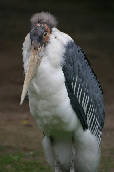 Vacker Utsikt Över Vackra Marabou Fågel — Stockfoto