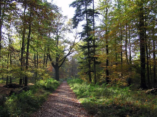 Herbst Wald Herbstzeit Blätter — Stockfoto