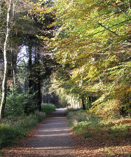 Forêt Automne Feuilles Saison Automne — Photo