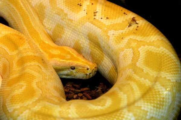 Vue Sur Majestueux Serpent Python Sauvage — Photo