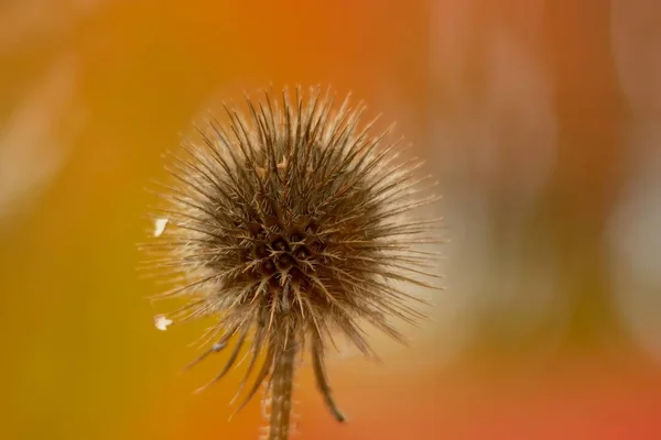 Dipsacus Pilosus Mint Háttér Színek Voltak Levelek Egy Ecet Állt — Stock Fotó