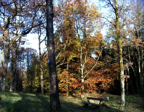 Gyönyörű Táj Erdőben — Stock Fotó
