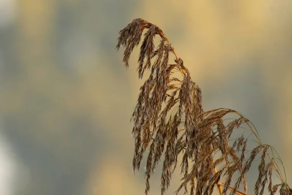 Reed Autumnal Evening Light Nnikon Digital 400Mm — Stock Photo, Image