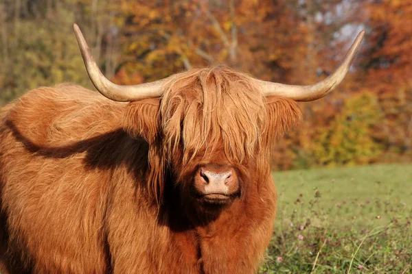 Bull Which Suckler Nthe Highland Cattle One Oldest Breeds World — Stock Photo, Image