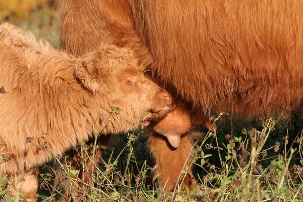 Naturskön Utsikt Över Landsbygden Selektivt Fokus — Stockfoto