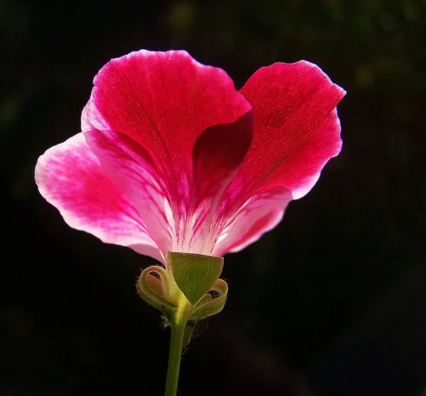 美丽的花朵 花卉概念背景 — 图库照片