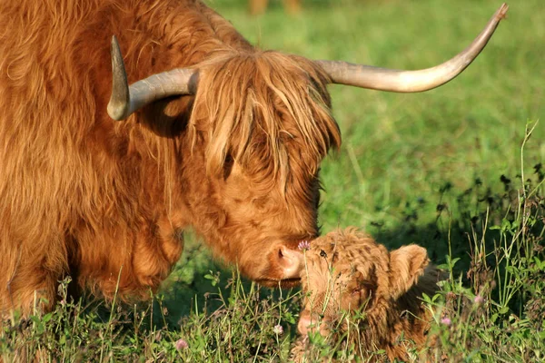 Highland Cattle Highland Cattle — Stock Photo, Image