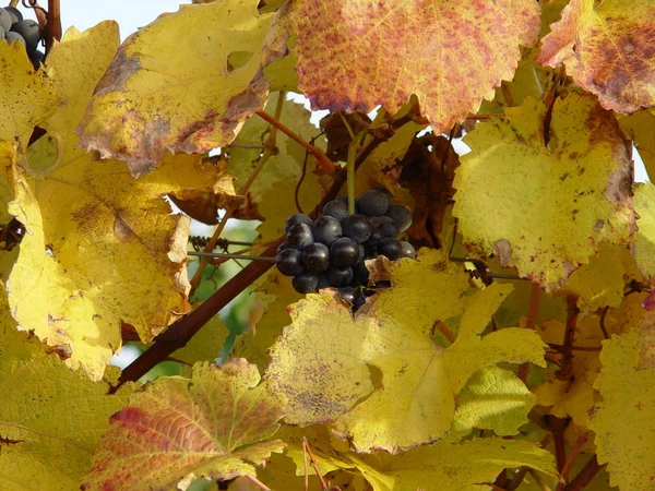 Videira Vinha Rural Conceito Uvas — Fotografia de Stock