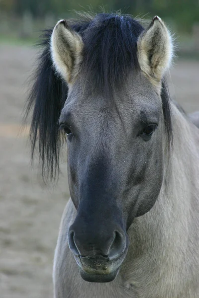 Pferdeportrait Schorfheide Jogo Parque — Fotografia de Stock