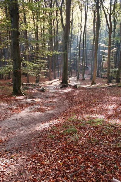 Ścieżka Leśna Jesienią — Zdjęcie stockowe
