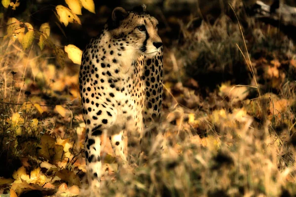 Fläckig Gepard Rovdjur Stor Katt — Stockfoto