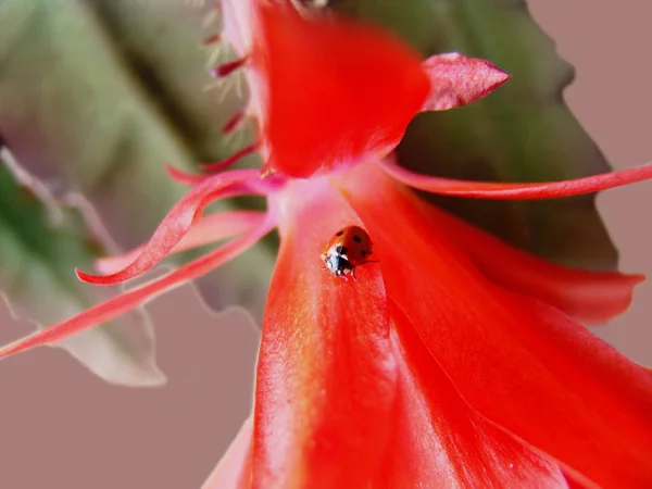 美しい花 花のコンセプトの背景 — ストック写真