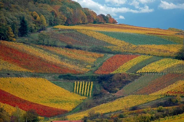 Beautiful View Nature — Stock Photo, Image