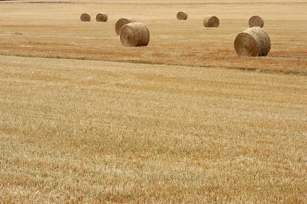 Campo Agricultura Con Hierba — Foto de Stock