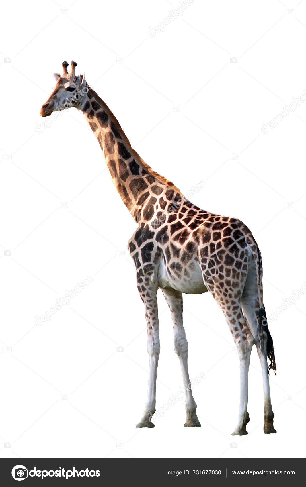 Giraffe Animal Herbivore Mammal Stock Photo by ©PantherMediaSeller 331677030