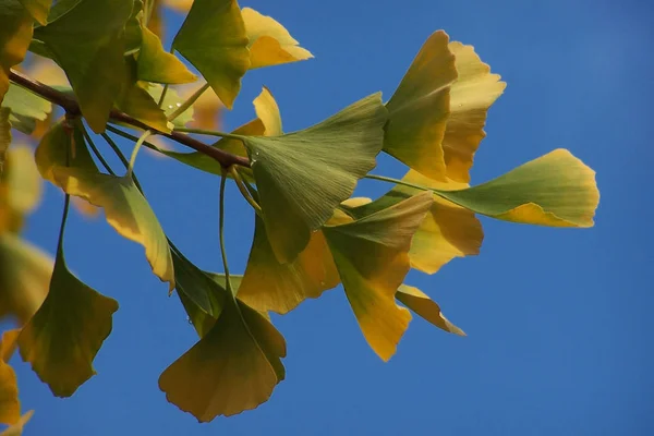 Folhas Ginkgo Folhagem Árvore — Fotografia de Stock