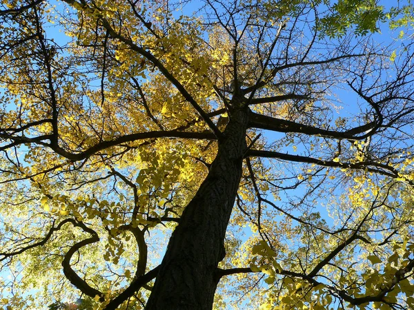 Beau Feuillage Automne Forêt — Photo