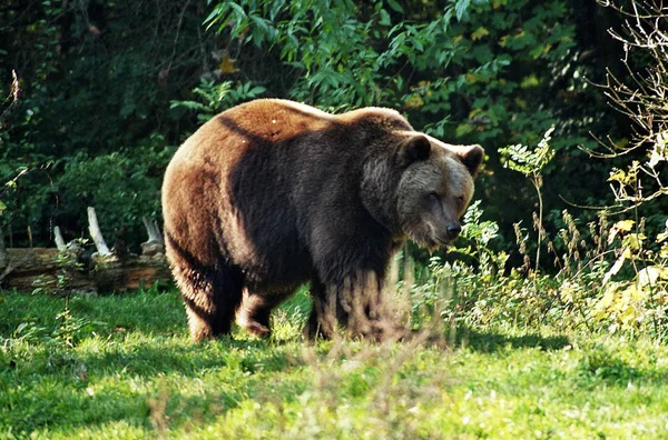 Fauna Brown Bear Animals Wildlife – stockfoto