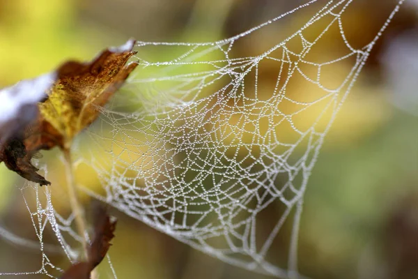 Toile Araignée Piège Pour Insectes — Photo