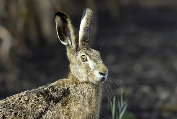 異なる動物に焦点を当て — ストック写真