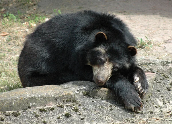 Primer Plano Los Animales Zoológico — Foto de Stock