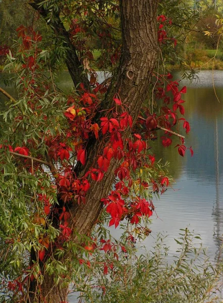 Prachtig Uitzicht Natuur Scene — Stockfoto