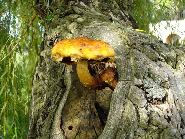 Growing Mushrooms Forest Nature Background — Stock Photo, Image