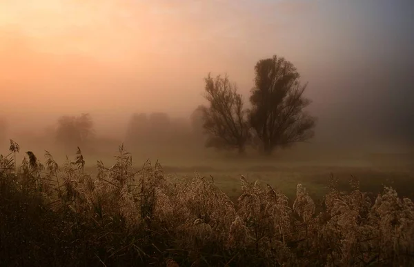 Mrchenwolle Fühlte Sich Unser Naturreservat Diesem Morgen Alle Farben Und — Stockfoto