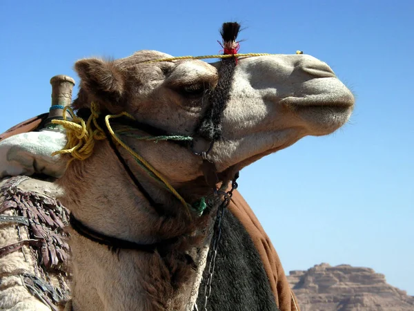 Camelo Animal Fauna Natural Equinos — Fotografia de Stock