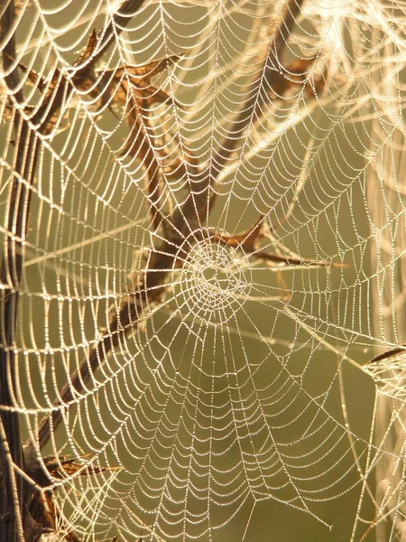 Spinnennetz Auf Weißem Hintergrund — Stockfoto