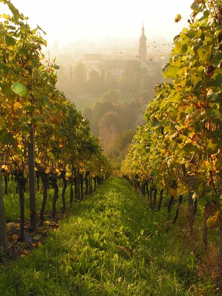 Uvas Que Crecen Viñedo — Foto de Stock