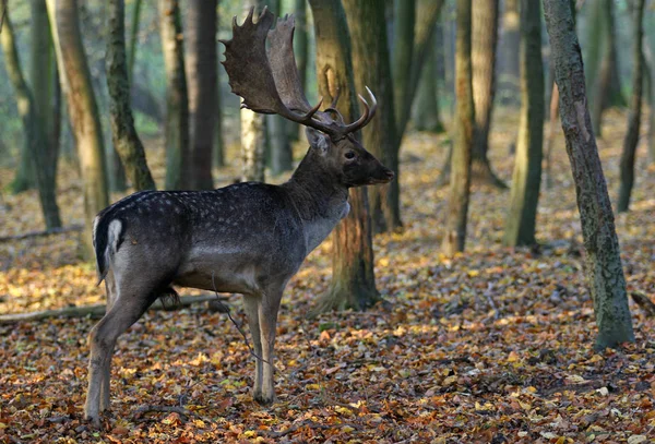 Faune Sauvage Cerfs Faune — Photo