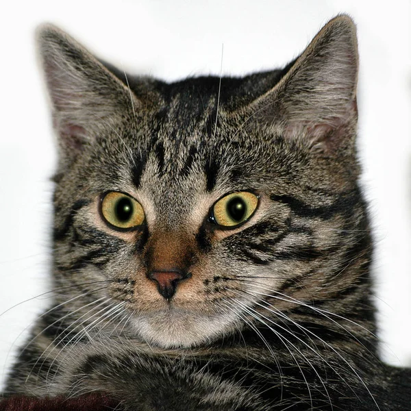 Gato Juguetón Divertido Animal Mascota Concepto —  Fotos de Stock
