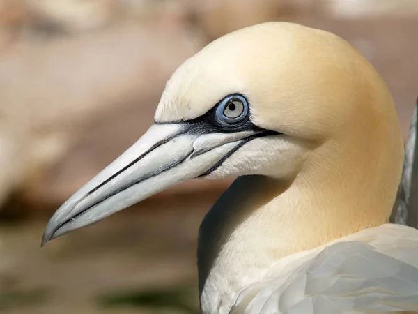 Malebný Pohled Gannets Ptáků Přírodě — Stock fotografie