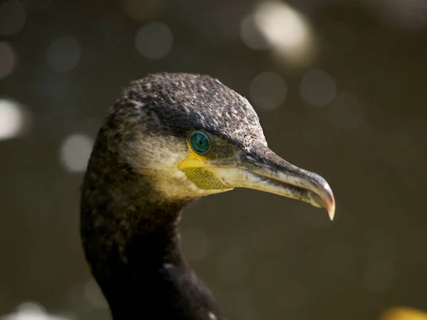 Doğadaki Güzel Karabatak Kuşunun Manzarası — Stok fotoğraf
