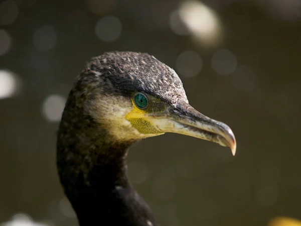 Schilderachtig Uitzicht Prachtige Aalscholver Vogel Natuur — Stockfoto